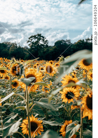 A field of sunflowers in sunlight A field of sunflowers in sunlight 106649104