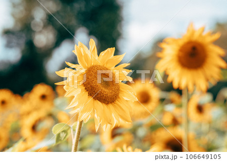 A field of sunflowers in sunlight A field of sunflowers in sunlight 106649105