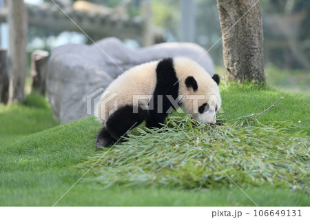 お散歩中の優浜 お散歩中の優浜 106649131