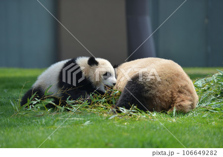 良浜ママを起こそうとする優浜 106649282