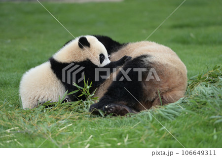 良浜ママにおっぱいをもらう優浜 106649311