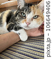 甘え上手な猫 106649406