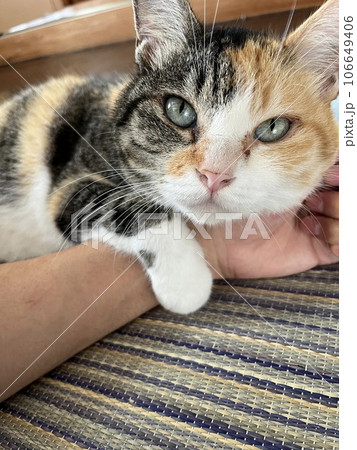 甘え上手な猫 106649406