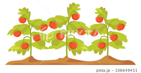 Growing tomato plants. Farm field cartoon botany Growing tomato plants. Farm field cartoon botany 106649431