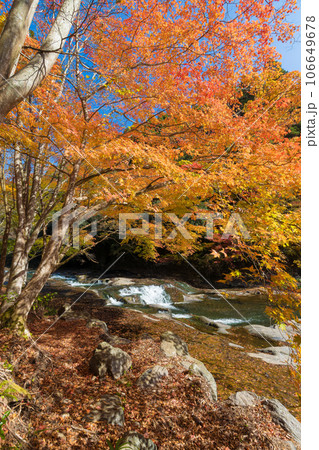 遊水峡の紅葉(熊本県小国町遊水峡) 遊水峡の紅葉(熊本県小国町遊水峡) 106649678
