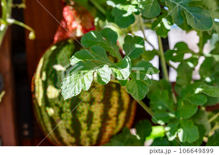 Suspended watermelon in a fruit sling to support the weight. Suspended watermelon in a fruit sling to support the weight. 106649899