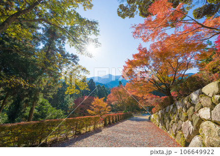雷山千如寺大悲王院の紅葉(福岡県糸島市) 雷山千如寺大悲王院の紅葉(福岡県糸島市) 106649922