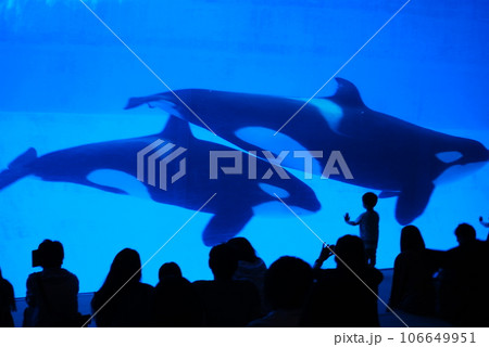 シャチの水槽 106649951