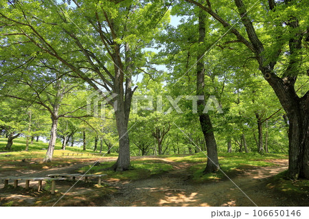 新緑の公園 新緑の公園 106650146