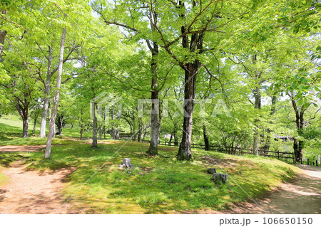 新緑の公園 新緑の公園 106650150