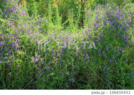 スズメノエンドウの花 106650452
