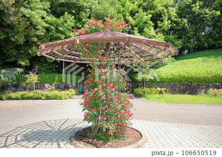 バラの花　カクテル 106650519