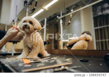 Maltipoo haircut at the grooming salon. 106650747