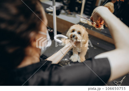 Maltipoo haircut at the grooming salon. Maltipoo haircut at the grooming salon. 106650755