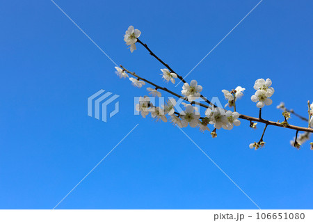 초봄에 활짝 핀 매화꽃 106651080