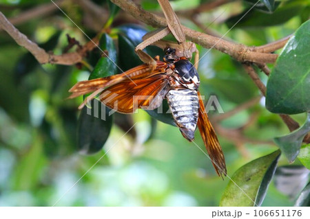 カマキリが前足に備わった巨大な鎌で蝉を捕まえて捕食しょうとする生態写真 カマキリが前足に備わった巨大な鎌で蝉を捕まえて捕食しょうとする生態写真 106651176