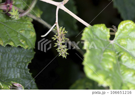 エビヅル 106651216