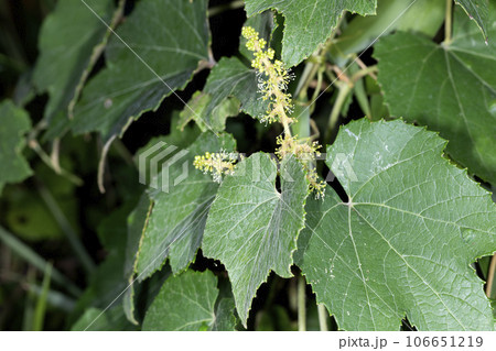 エビヅル 106651219