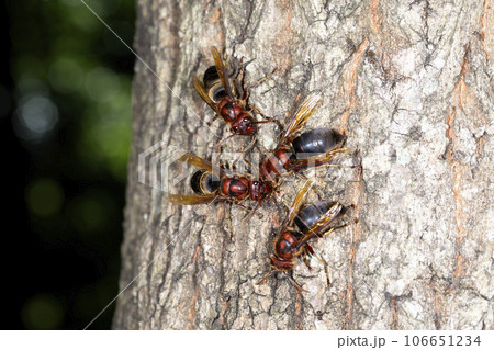 チャイロスズメバチ 106651234