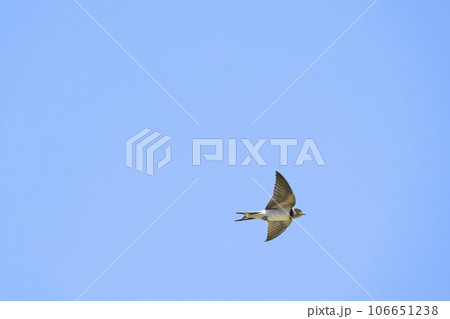 ツバメ 106651238