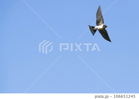 ツバメ ツバメ 106651245