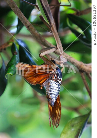 カマキリが前足に備わった巨大な鎌で蝉を捕まえて捕食しょうとする生態写真 106651397