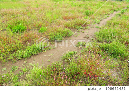 赤花夕化粧咲く小道のある初夏の野原風景 106651481