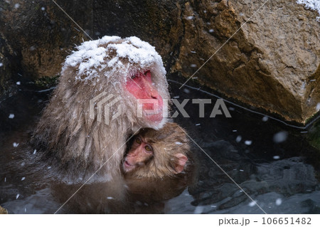 スノーモンキー（地獄谷野猿公苑） 106651482