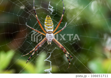 ナガコガネグモ 　 106651711