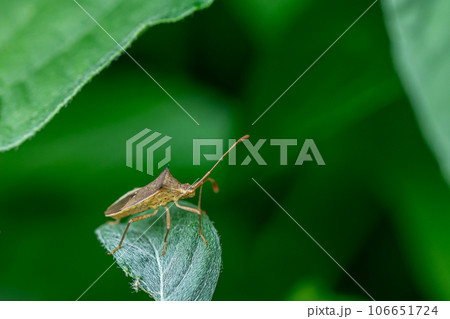 ホソハリカメムシ　 106651724