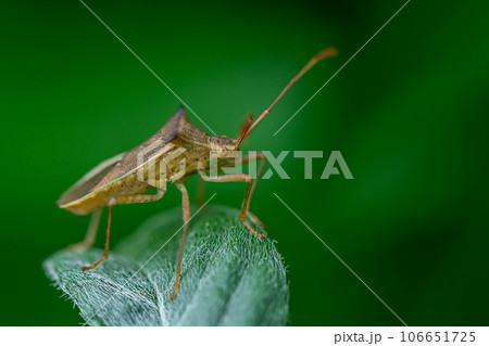 ホソハリカメムシ　 106651725