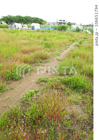 貸し農園に続く小道と赤花夕化粧咲く初夏の野原風景 106651794