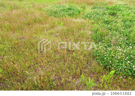 赤花夕化粧咲く初夏の野原風景 赤花夕化粧咲く初夏の野原風景 106651882