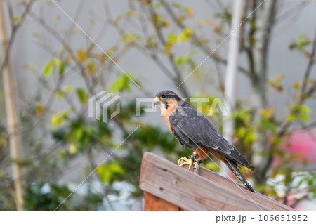 のんびりくつろぐオナガハヤブサ 106651952