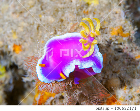 シンデレラウミウシ シンデレラウミウシ 106652171
