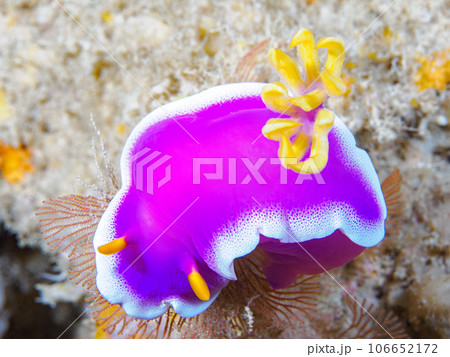 シンデレラウミウシ シンデレラウミウシ 106652172