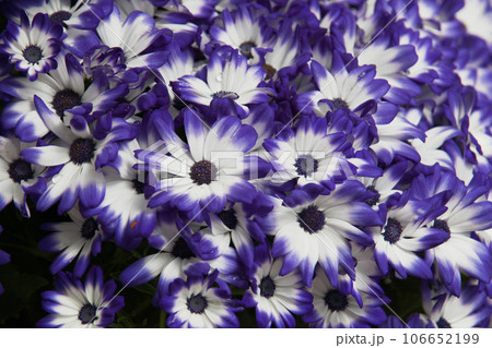 サイネリア サイネリア 106652199