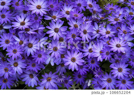 サイネリア 106652204