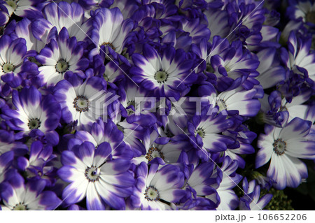 サイネリア 106652206