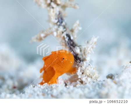 カエルアンコウ カエルアンコウ 106652210