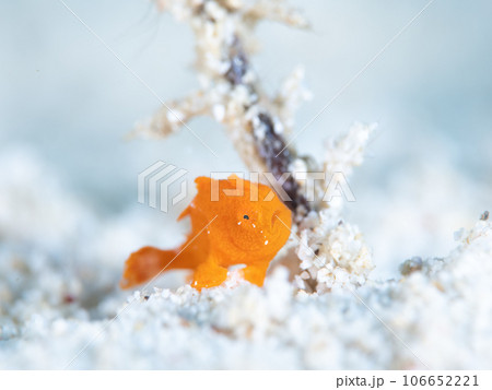 カエルアンコウ 106652221