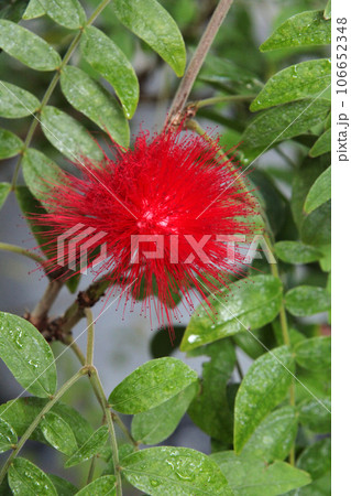 オオベニゴウカン 106652348