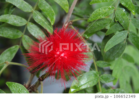 オオベニゴウカン オオベニゴウカン 106652349