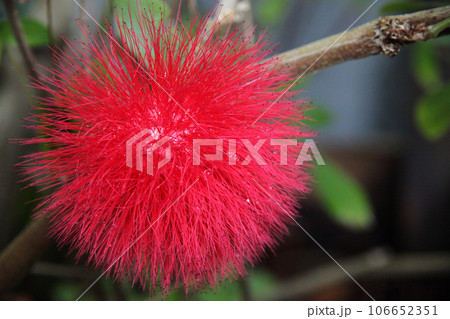 オオベニゴウカン 106652351