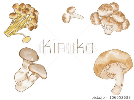 キノコの水彩画ベクターのセット 106652688