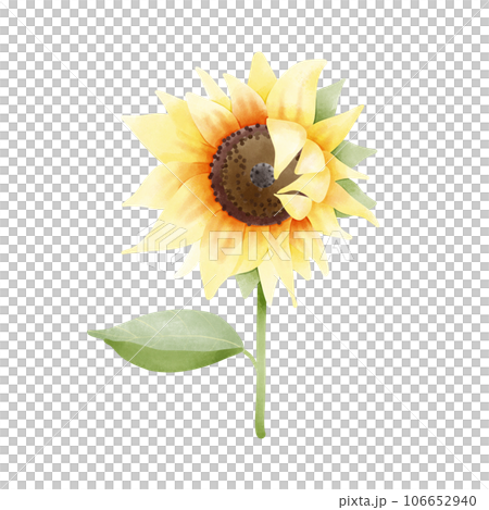 sunflower with green leaves isolated on white 106652940
