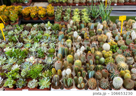 Cultivated cactuses in a row at flower market Cultivated cactuses in a row at flower market 106653230