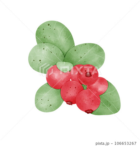 Lingonberry Lingonberry 106653267