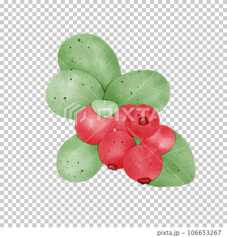 Lingonberry Lingonberry 106653267