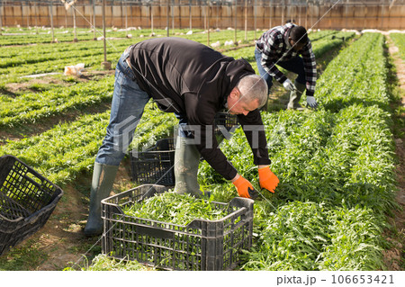 Mature man gardener picking harvest of arugula to crate Mature man gardener picking harvest of arugula to crate 106653421